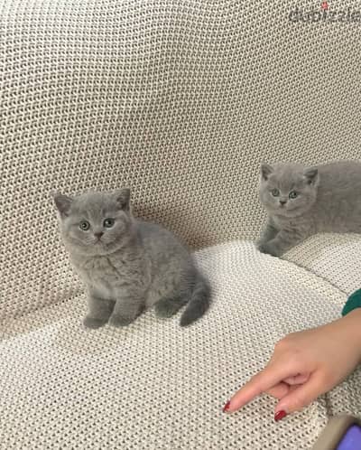 Adorrable British Shorthair Kittens