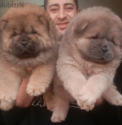 اجمل جراء تشوفها عينك تشاو تشاو Chow Chow