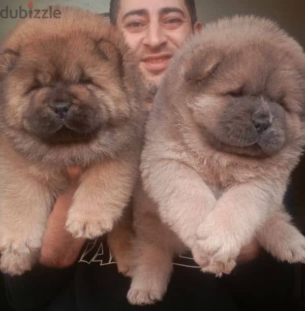 اجمل جراء تشوفها عينك تشاو تشاو Chow Chow 0