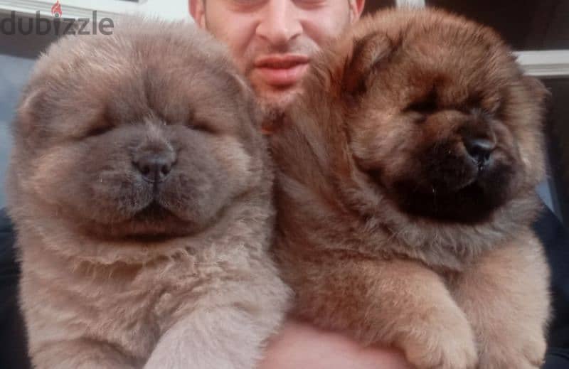 اجمل جراء تشوفها عينك تشاو تشاو Chow Chow 1