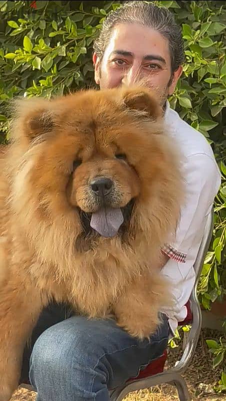 اجمل جراء تشوفها عينك تشاو تشاو Chow Chow 2