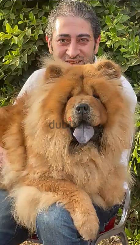 اجمل جراء تشوفها عينك تشاو تشاو Chow Chow 3