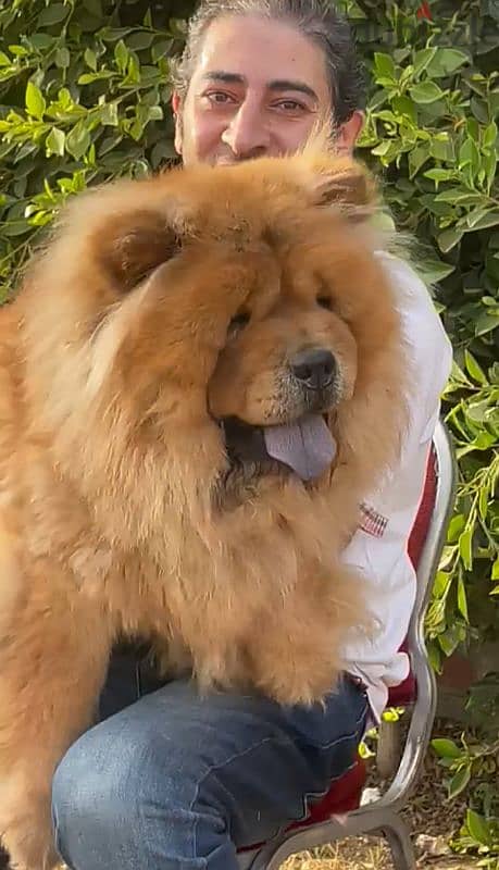 اجمل جراء تشوفها عينك تشاو تشاو Chow Chow 4