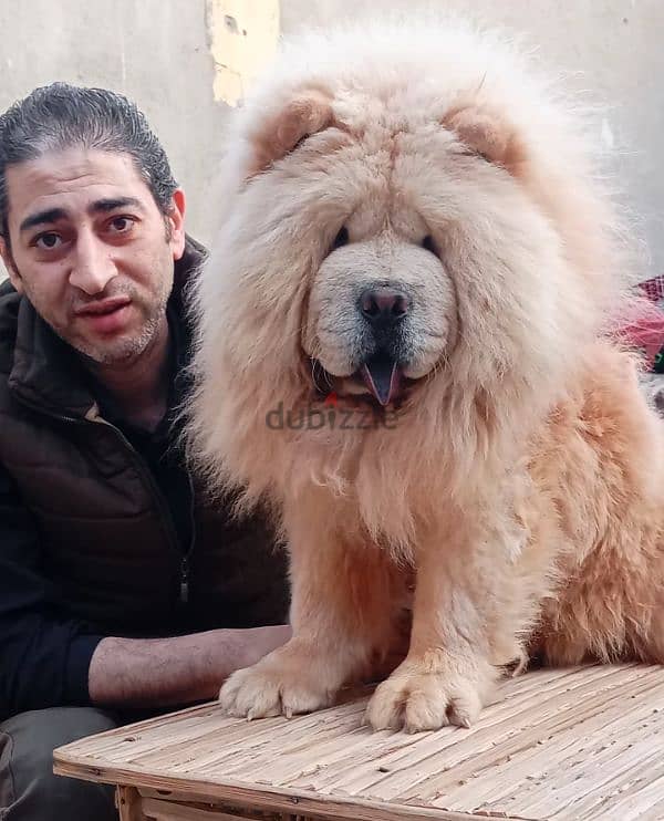 اجمل جراء تشوفها عينك تشاو تشاو Chow Chow 5