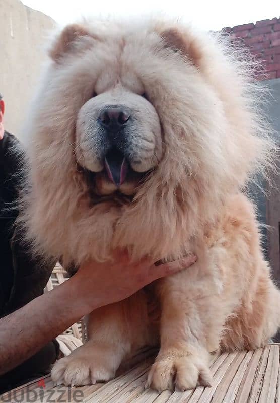 اجمل جراء تشوفها عينك تشاو تشاو Chow Chow 7