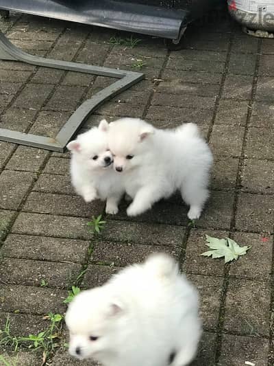 Pomeranian Puppies Available