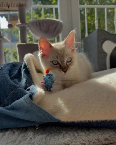 Ragdoll kittens