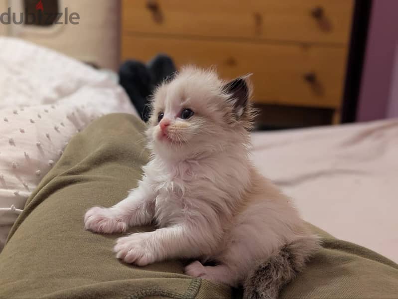 Ragdoll kittens 1