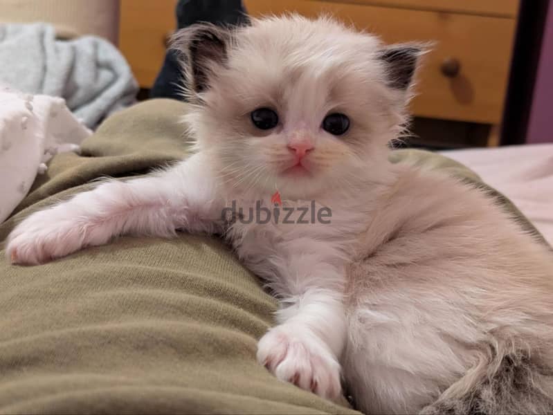 Ragdoll kittens 2