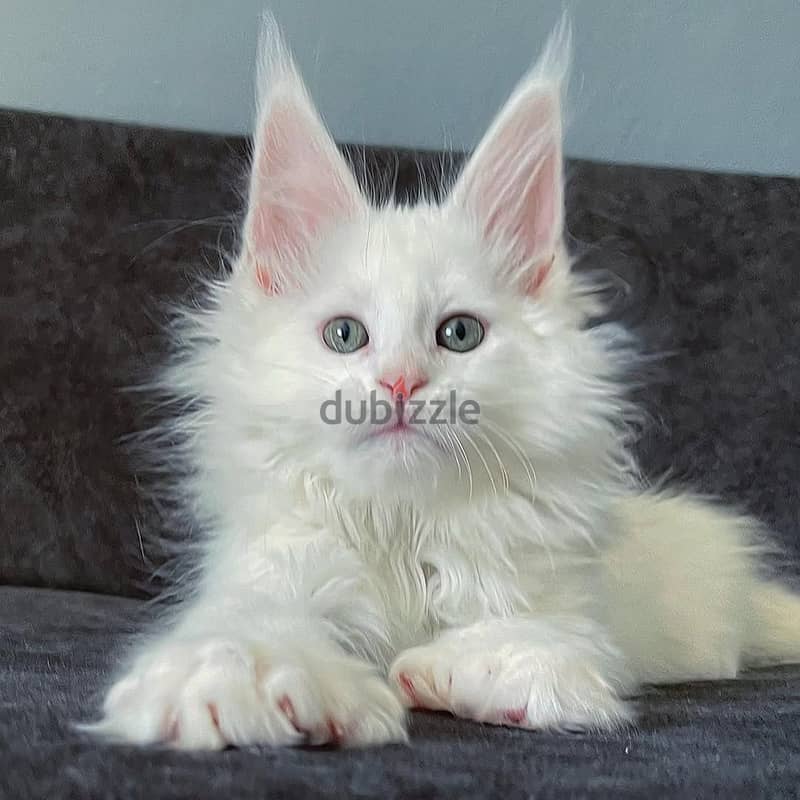 Mainecoon 1