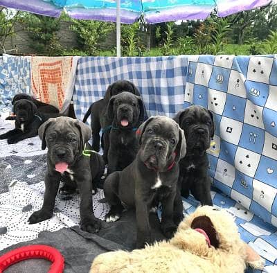 Adorable Cane Corso Puppies