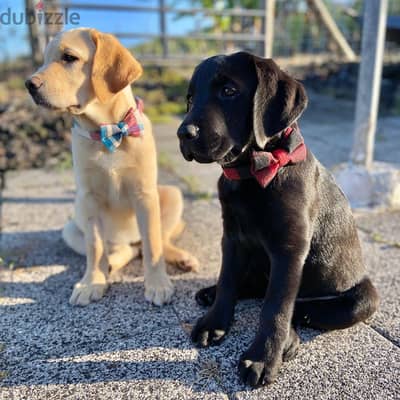 Male and Female Labrador puppies