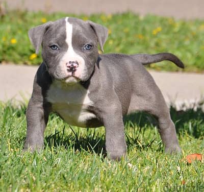 Pitbull puppies for sale