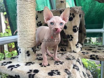 Well Trained Sphynx kittens for sale