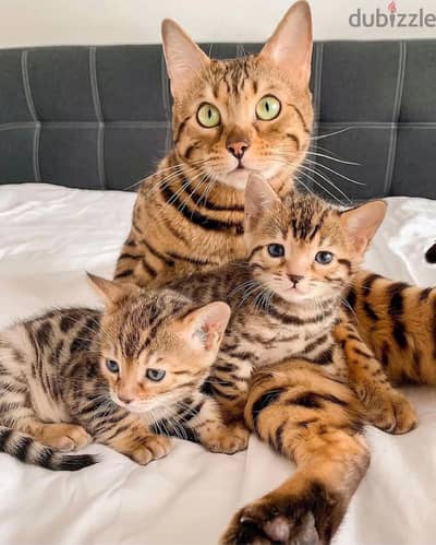 Bengal kitten//Whatsapp+971502618837