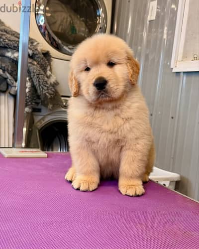 Golden Retriever// Whatsapp+971502618837