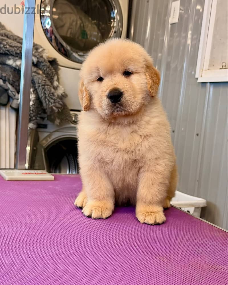 Golden Retriever// Whatsapp+971502618837 0