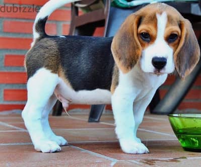 Beagle// Whatsapp+971502618837