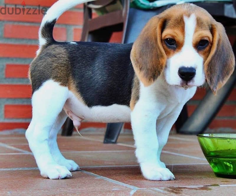 Beagle// Whatsapp+971502618837 0