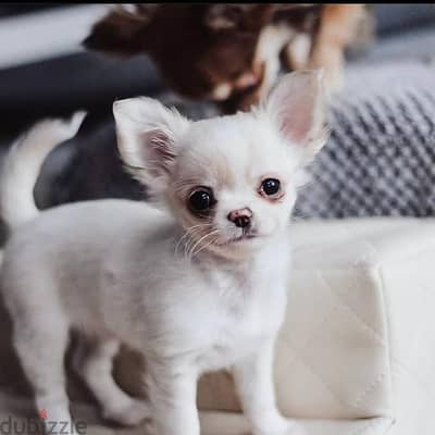 Chihuahua puppies// Whatsapp+971502618837