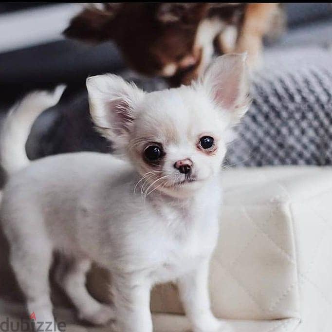 Chihuahua puppies// Whatsapp+971502618837 0