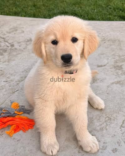 Golden Retriever// WhatsApp +971552543679