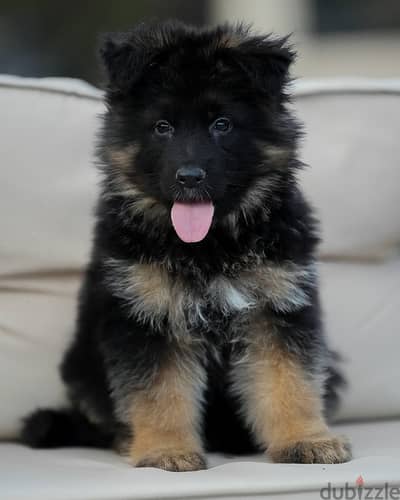 German Shepherd// WhatsApp +971552543679