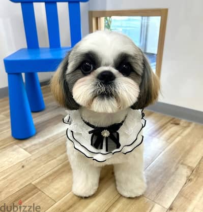 Shih Tzu// WhatsApp +971552543679