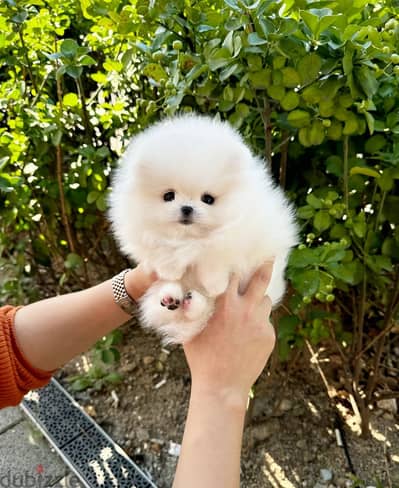 Pomeranian// WhatsApp +971552543679