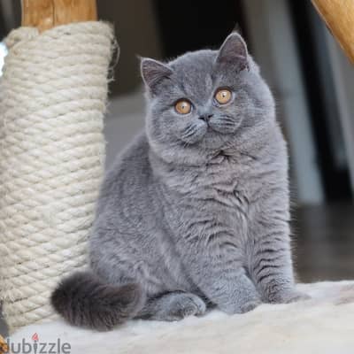 British shorthairs// WhatsApp +971552543679