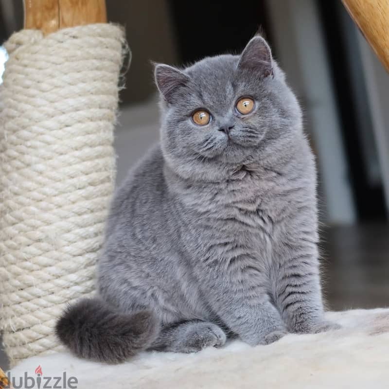 British shorthairs// WhatsApp +971552543679 0