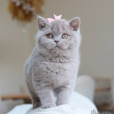 British shorthair// WhatsApp +971552543679