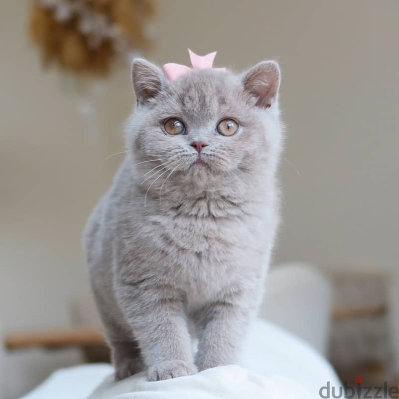 British shorthair// WhatsApp +971552543679 0