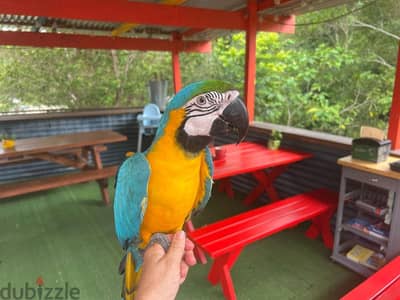 outstanding male and female Macaw parrots