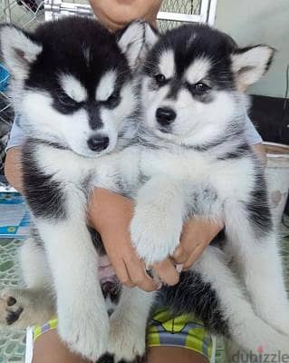 Siberian husky puppies available