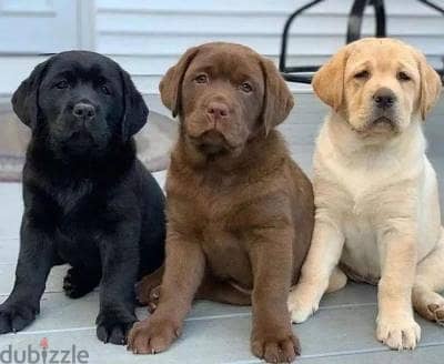 Labrador Puppies for adoption