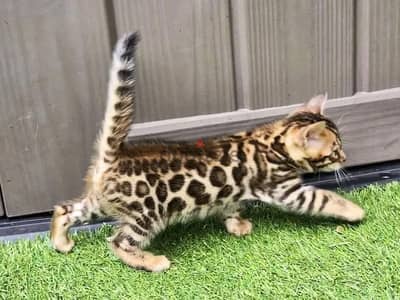 Sweet Bengal kittens for rehoming.