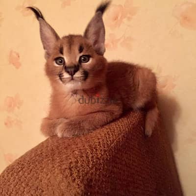 Caracal Kittens Available For Sale whatsapp { +971552710169 }