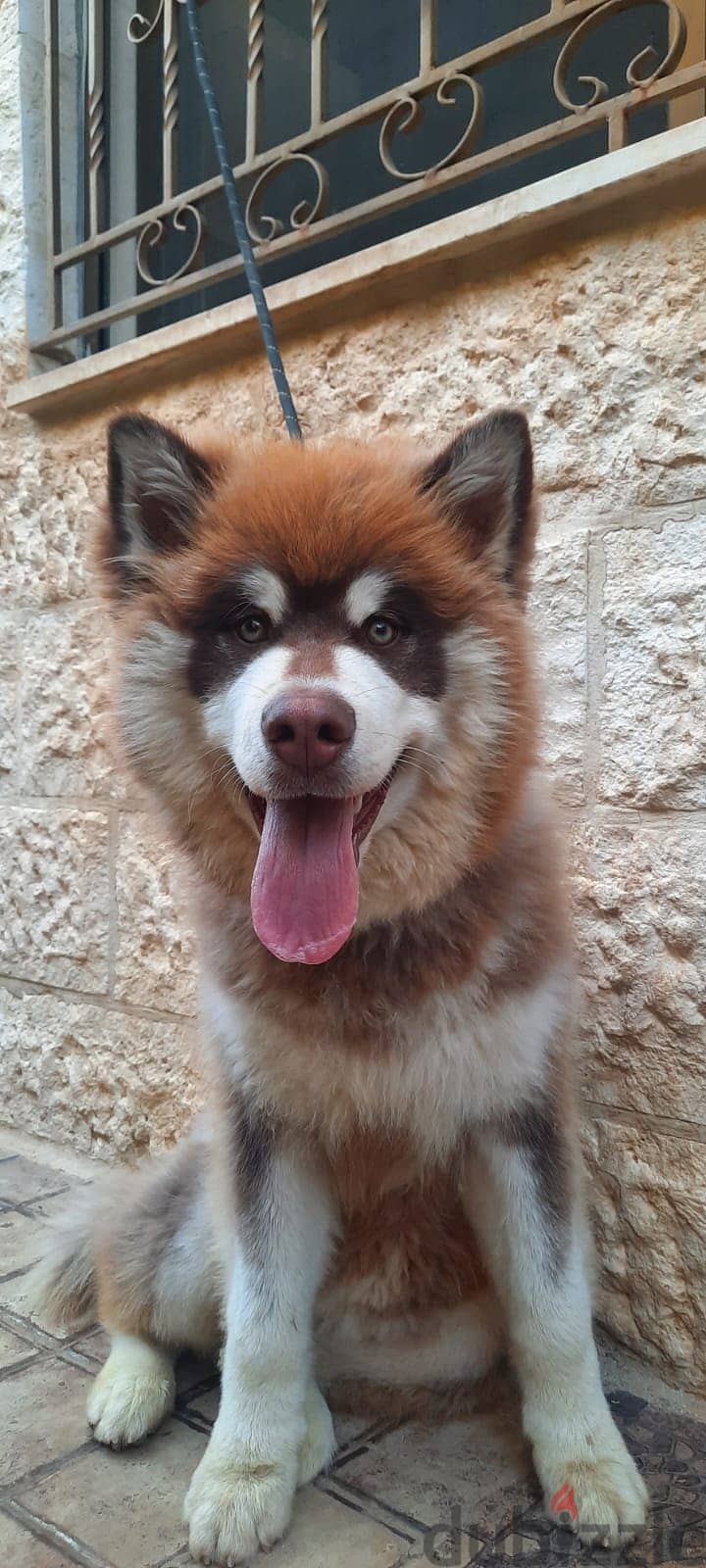 Female Alaskan Malamute , أنثى مالاموت ألاسكي 0