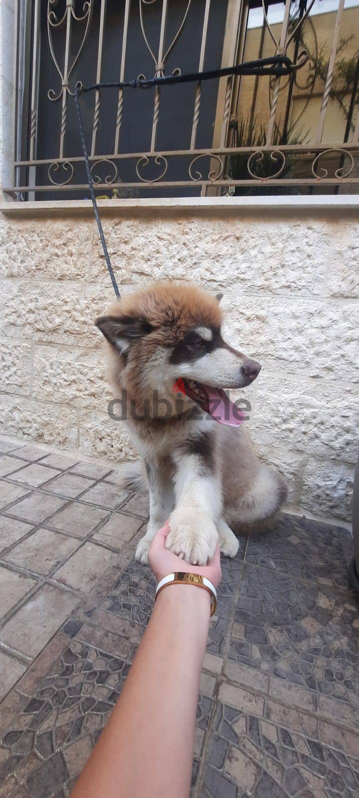 Female Alaskan Malamute , أنثى مالاموت ألاسكي 1