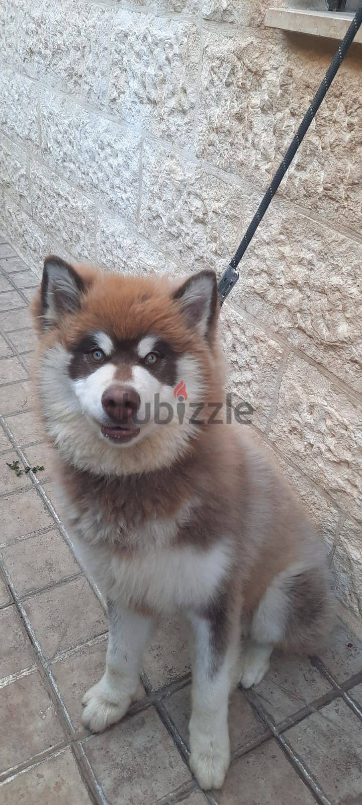 Female Alaskan Malamute , أنثى مالاموت ألاسكي 2