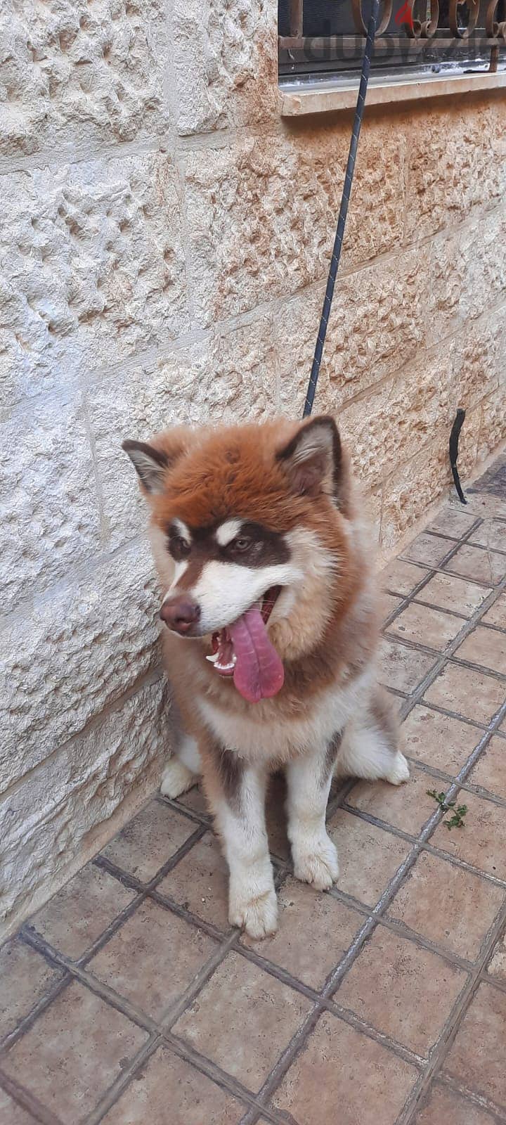 Female Alaskan Malamute , أنثى مالاموت ألاسكي 3