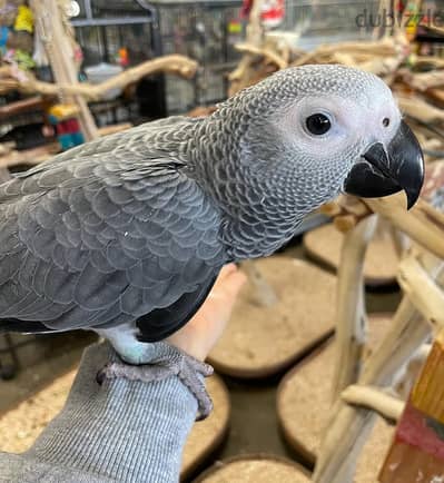 African Grey parrots ready for a new home