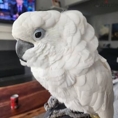 well trained Cockatoo parrots