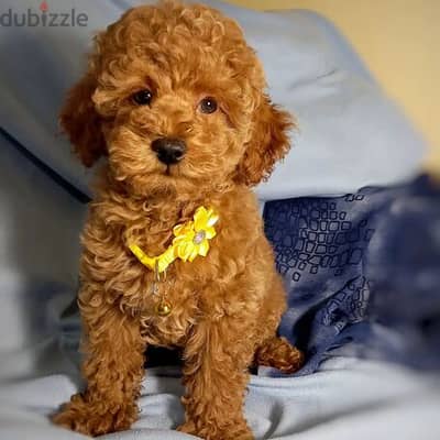 toy poodle puppies for sale