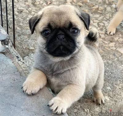 pug puppies for sale and looking for a new home