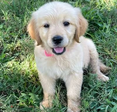 Golden Retriever Puppies for sale
