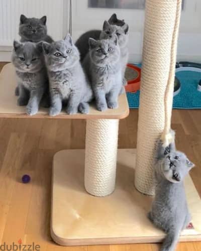 Lovely British short hair kittens for sale