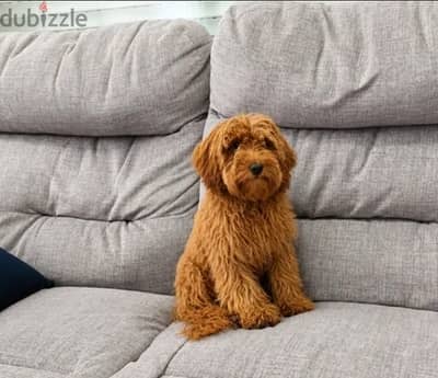 Poodle للبيع