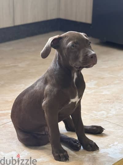 pitbull